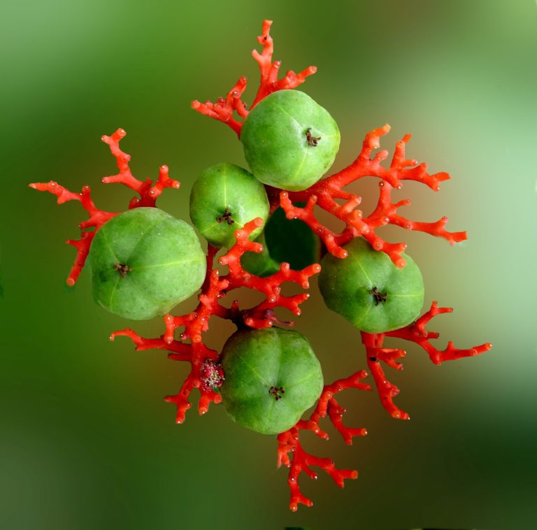 Jatropha podagrica