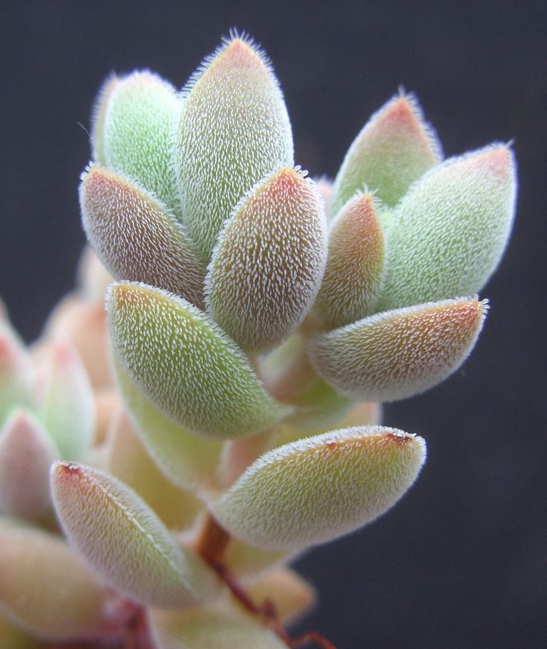 Crassula lanuginosa var. pachystemon