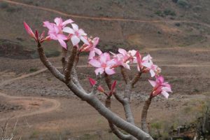 Socotra, Jemen