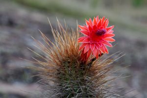 Coronavirus treft onze activiteiten [update 26-03-2021]