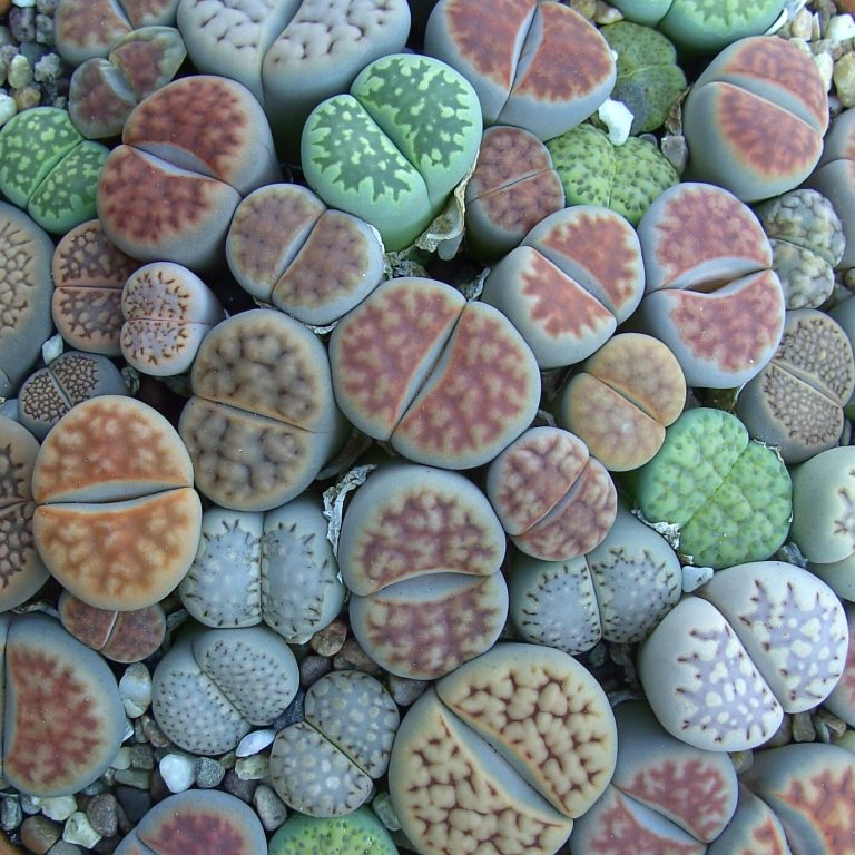 Lithops