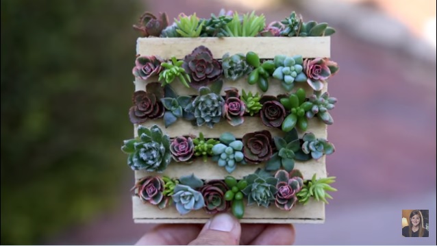 mini pallet van ijsstokjes met succulenten