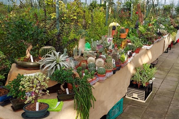 Exotische Plantenmarkt Ospel 25 sept. 2022
