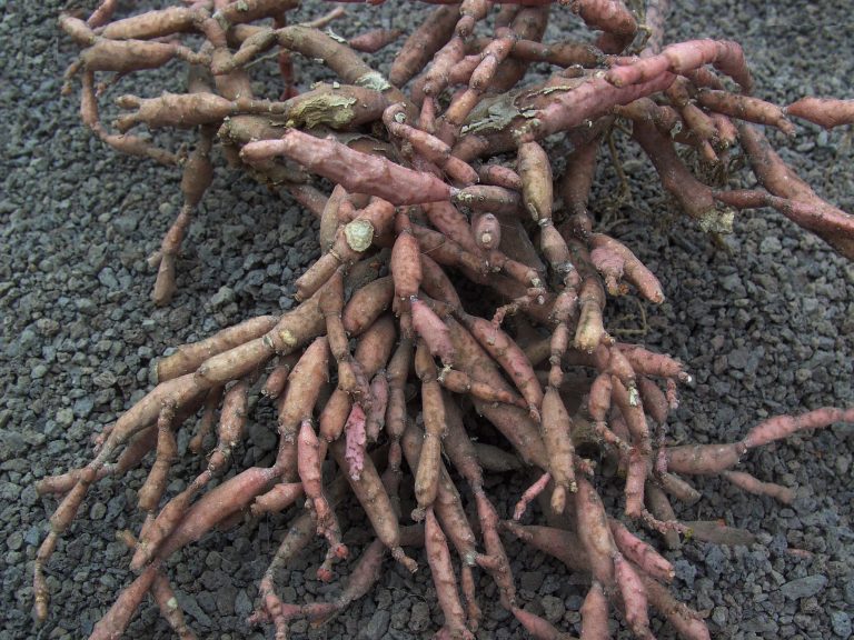 Euphorbia platyclada