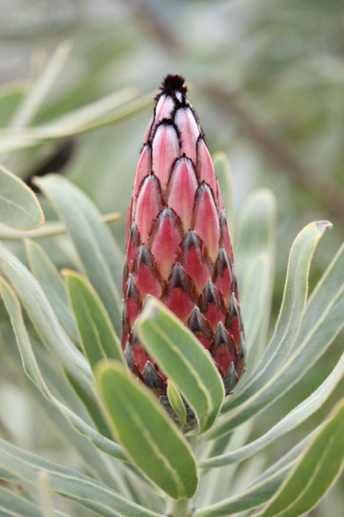 Unieke botanische-historische reis naar Zuid Afrika 
