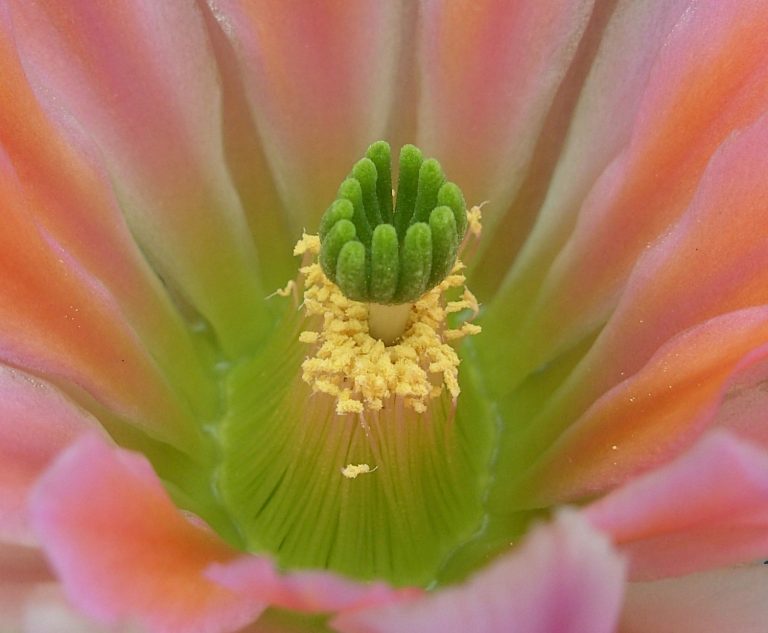 Echinocereus x roetteri
