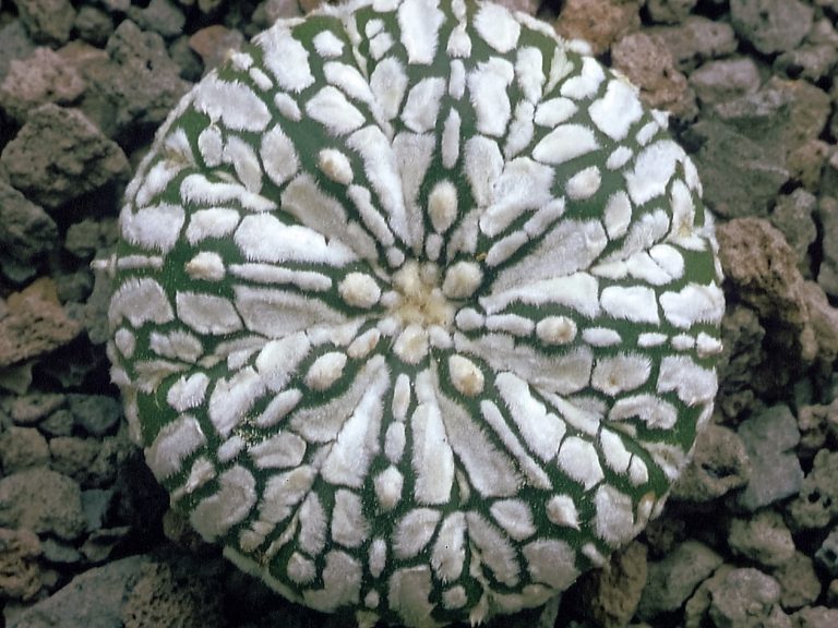 Doe maar lekker digitaal!