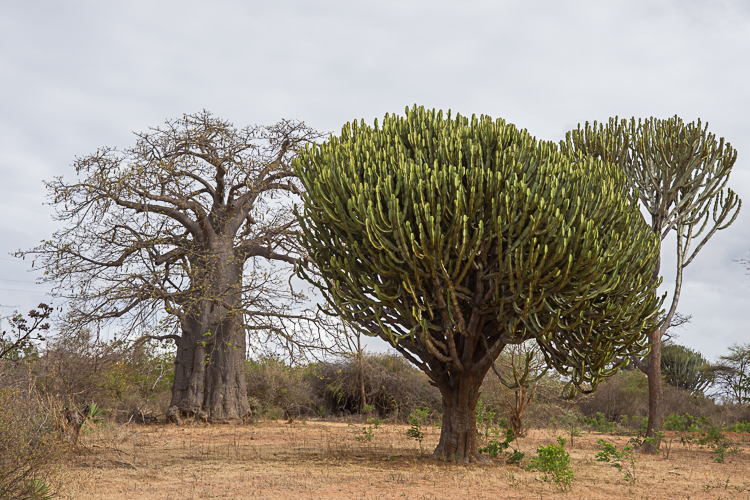 Op het verlanglijstje: Tanzania