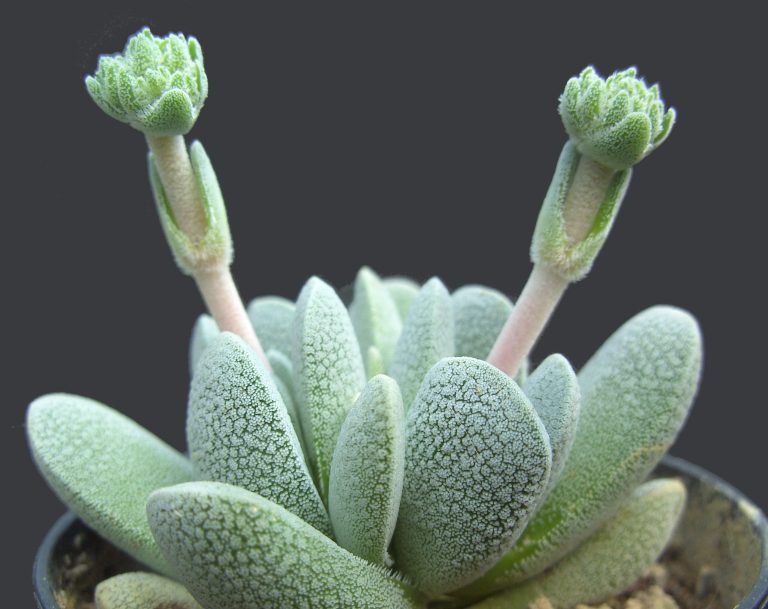Crassula tecta