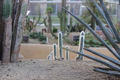 Zaterdag 9 februari in de Hortus Botanicus: themarondleiding planten in droogte