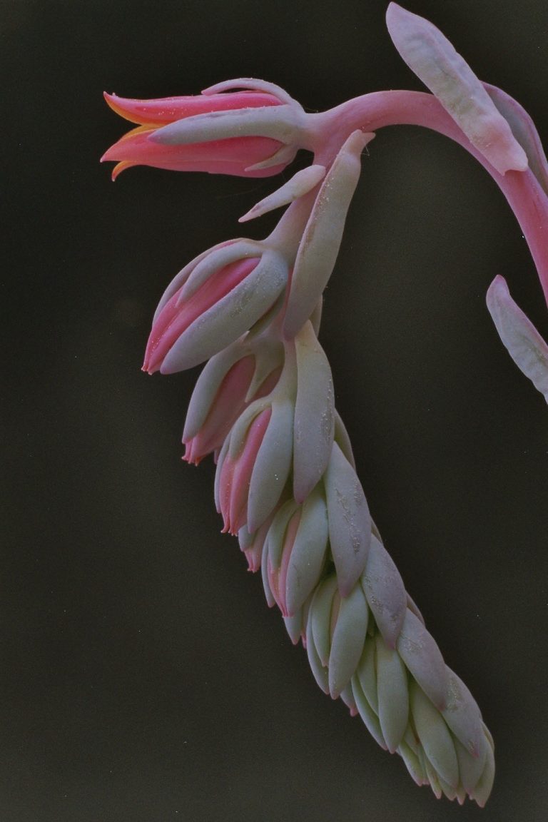 Echeveria runyonii cv ‘Topsy Turvi’