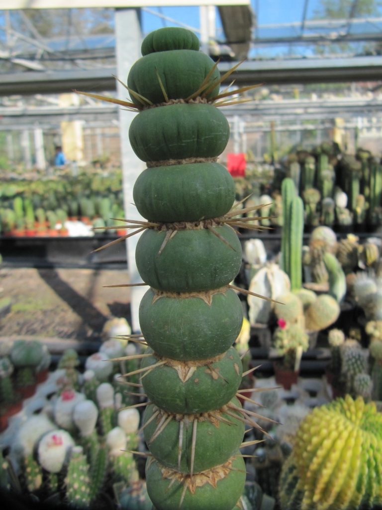 2 en 3 juni Opendeurdagen bij cactusvereniging Grusonia in België