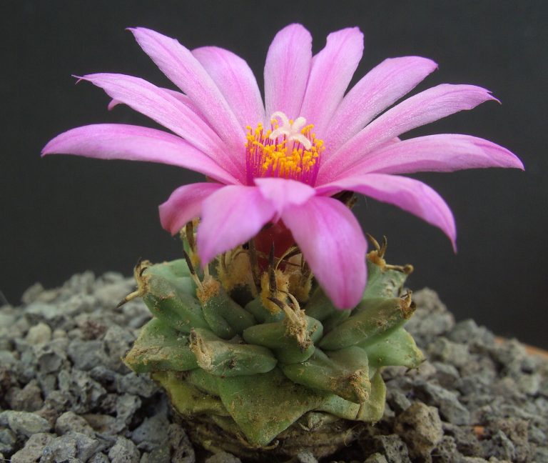 Turbinicarpus alonsoi