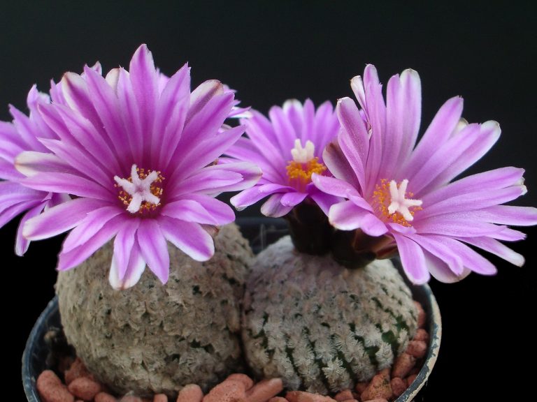 Pelecyphora valdeziana