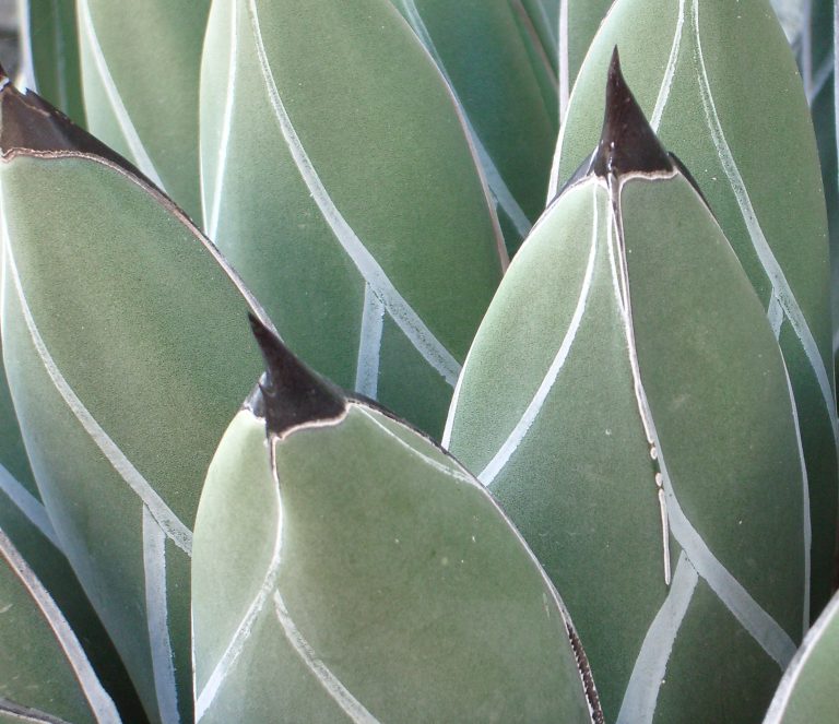 Agave victoriae reginae