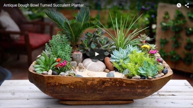 Antieke deegkom verandert in plantenbak met Succulenten