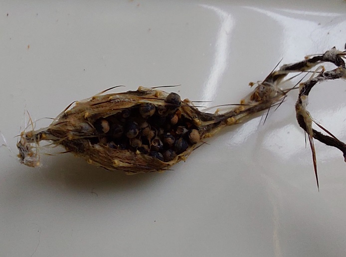 Zaadlijst 2024-2025 nu beschikbaar!