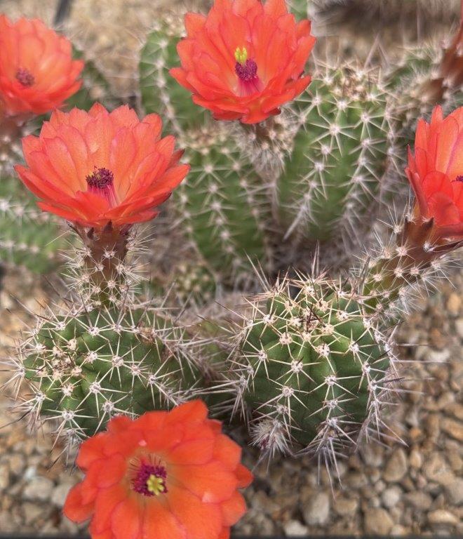 Open deur Cactusvrienden Limburg