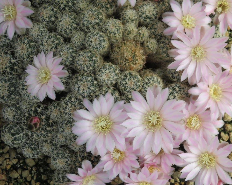 Open deurdagen Cactusvrienden Limburg