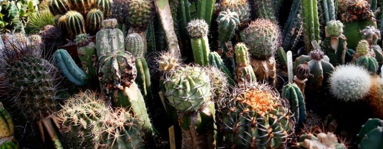 Kwekerij Lakerveld in Lexmond is gesloten