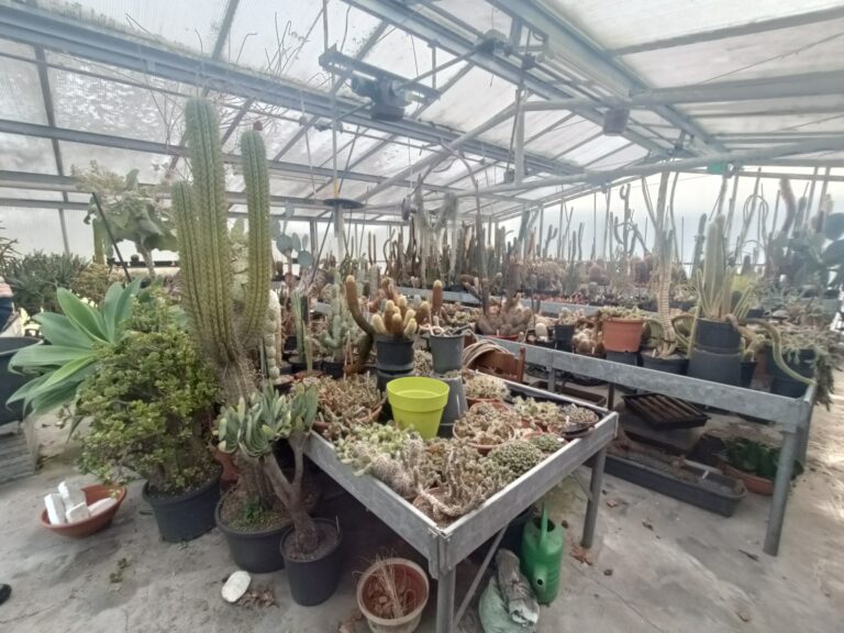 Planten (collectie) ter overname