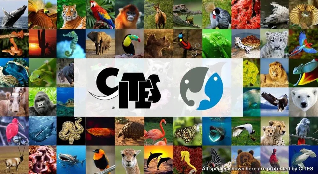 “Cites, hoe werkt..., wat is...”