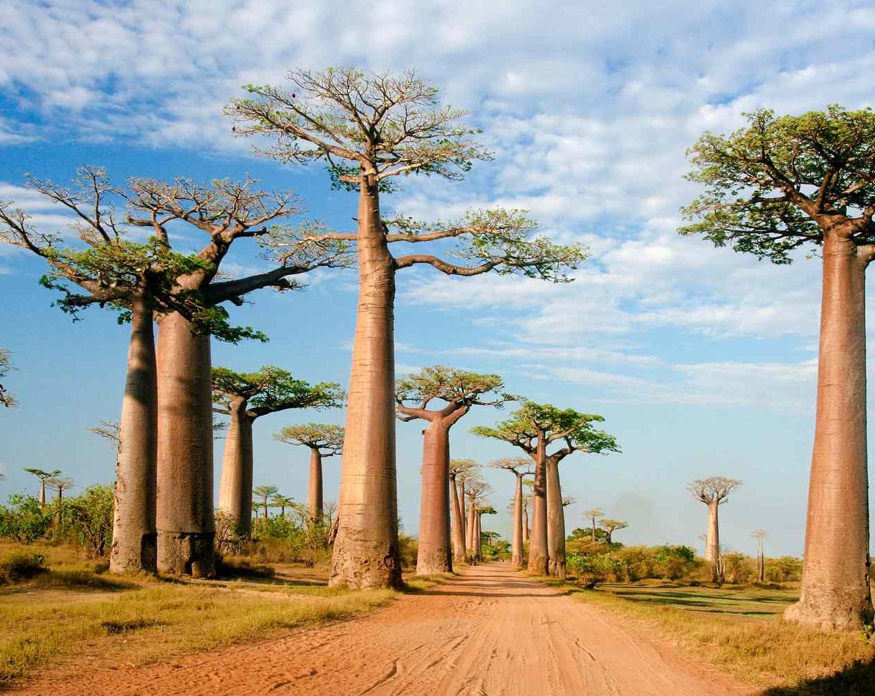 Madagaskar - het  8ste continent, van Ranomafana naar Isalo