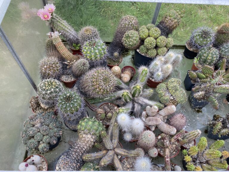 Gratis winterbestendige planten voor leden van Succulenta