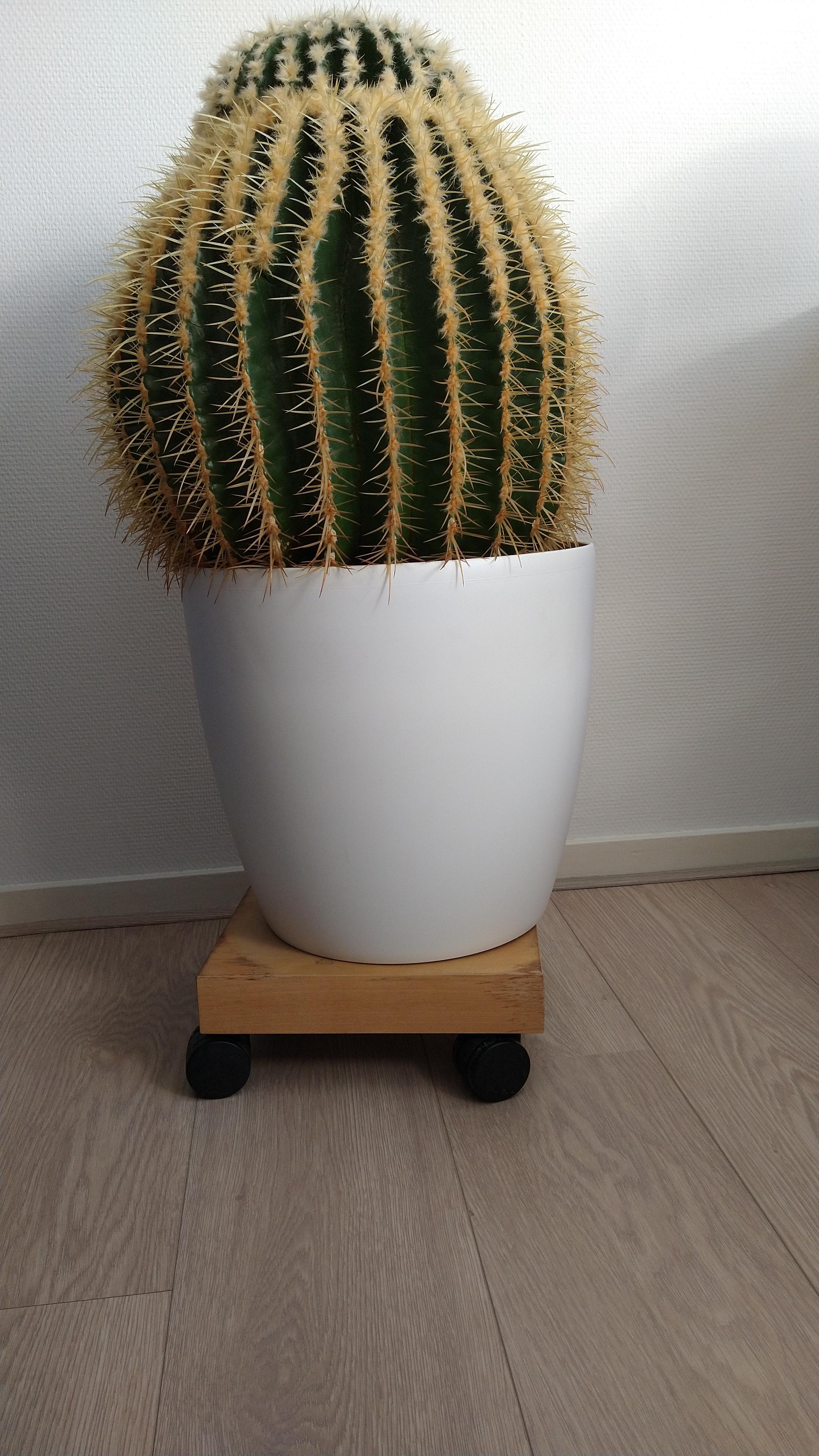 Grote cactus